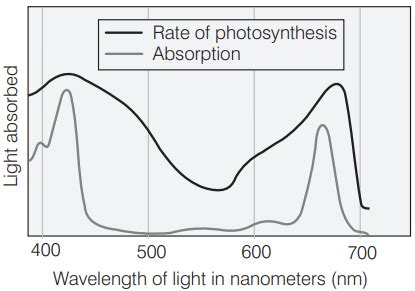 Solved In The Figure Given Below The Black Line Upper Indicates Acti