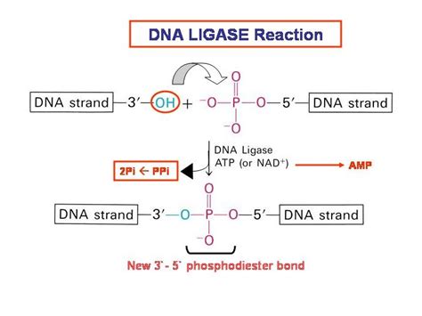 DNA Replication