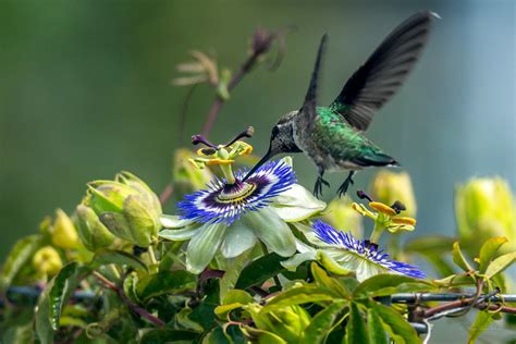 Hummers And Passion Hummingbirds Feeding At The Passion Flow Warp