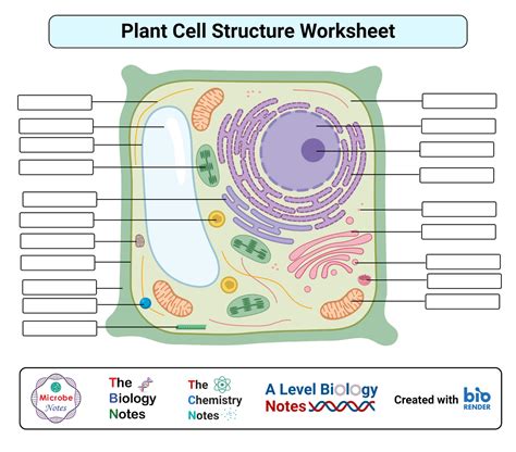 Blank Diagram Of Cell