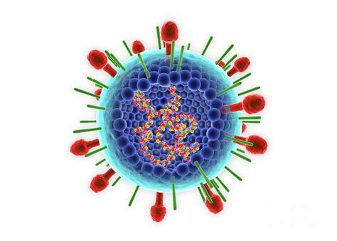 Human Respiratory Syncytial Virus Photograph By Roger Harris Science