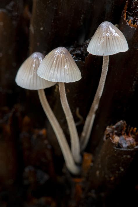 Mycena Galopus MYC2324 Alison Pouliot Photography