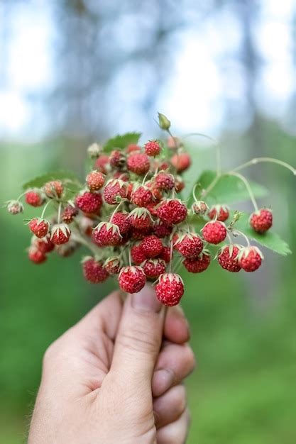 Uma Mulher Segura Um Monte De Morangos Maduros Da Floresta Nas M Os Um