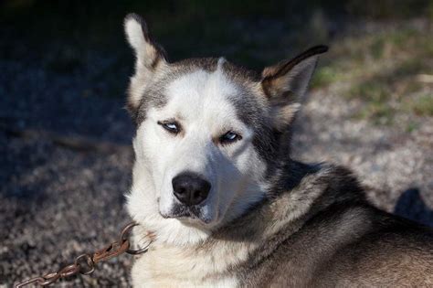 Alaskan Husky Dog Breed Everything About Alaskan Huskies