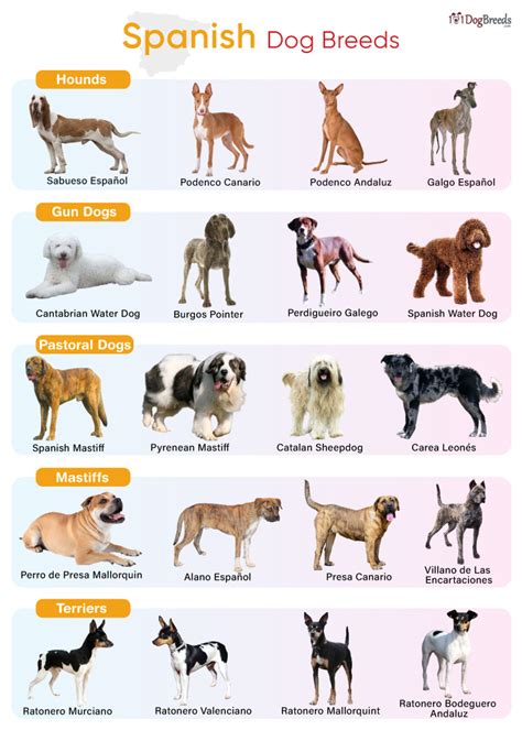 List of Spanish Dog Breeds with Pictures