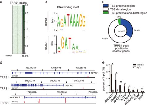 Atypical GATA Transcription Factor TRPS1 Represses Gene Expression By