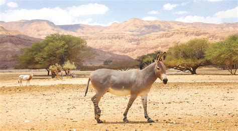 Critically Endangered The African Wild Ass By Roberta B Turner The