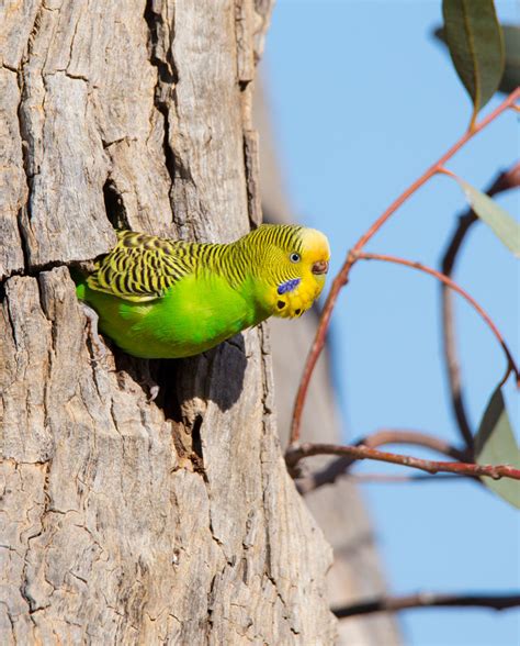 Budgerigar (Budgie) Calls & Sounds | Wild Ambience Nature Sounds