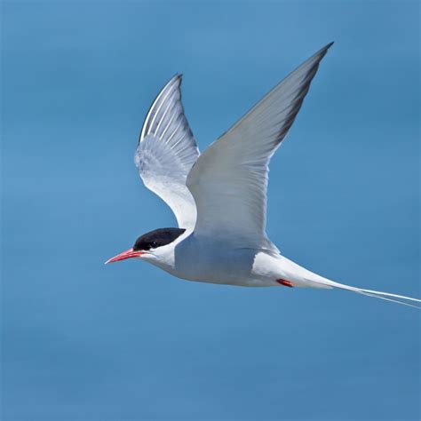 Arctic tern guide: migration, identification and distribution ...