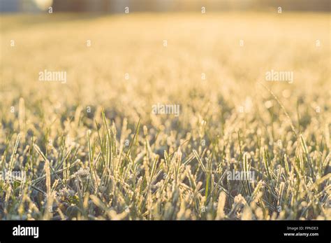 Hierba congelada fotografías e imágenes de alta resolución Alamy