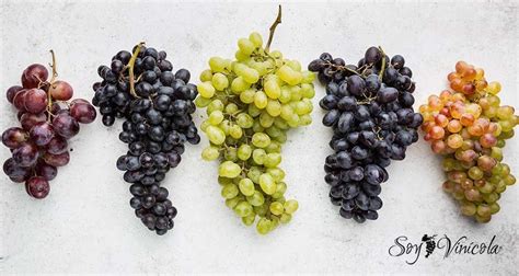 Tipos De Uvas Para Vino Wholesale Usa