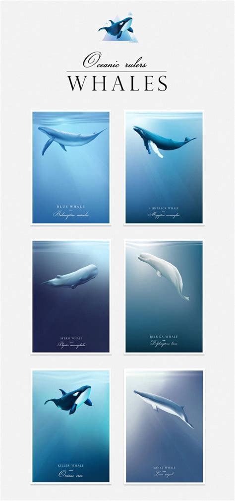 Whale Art Wallpaper Set & Design Elements | Polar Vectors