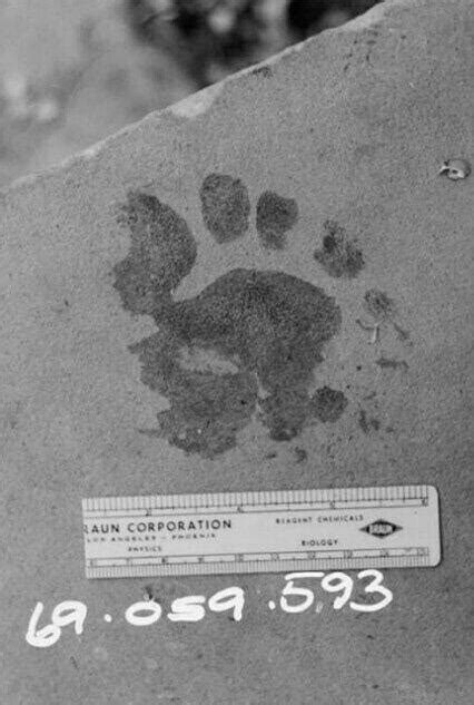 A bloody footprint left by Susan Atkins at the scene of the Sharon Tate ...