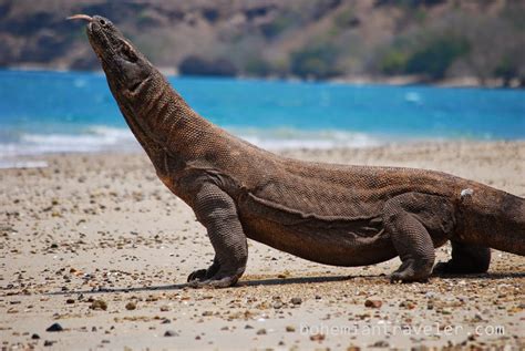 HEWAN SANGAT LANGKA DAN HAMPIR PUNAH DI INDONESIA - KOMODO - TRAVEL