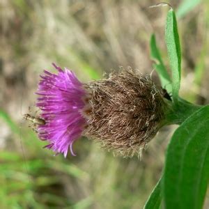 Centaurea Decipiens Subsp Nemoralis Illustrations Eflore Tela