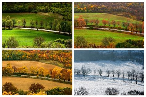 Clima Templado Características Tipos Flora Fauna