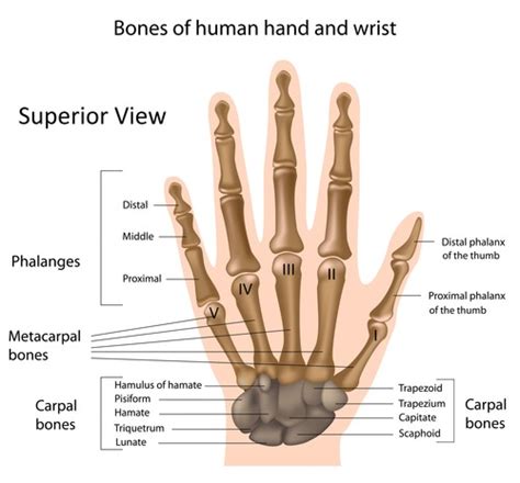 Wrist And Hand Flashcards Quizlet