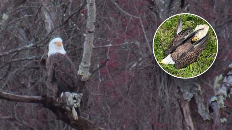 Pennsylvania Bald Eagle Poaching Suspect Turns Self In After Shocking