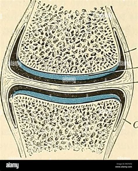 Anatomía Descriptiva Y Aplicada Anatomía El Cartílago Articular