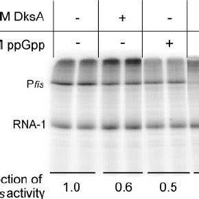 Effect Of PpGpp And DksA On P Fis Transcription In Vitro Duplicate