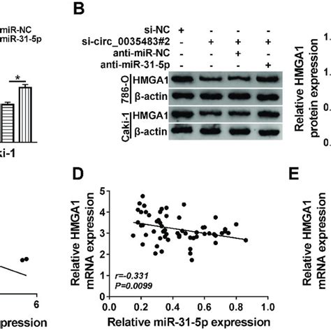 Circ Could Regulate Hmga By Serving As A Sponge Of Mir P