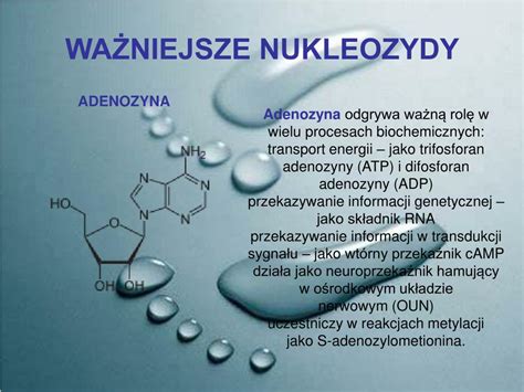 Ppt Nukleozydy I Nukleotydy Budowa I Rola Atp I Nad Kwasy