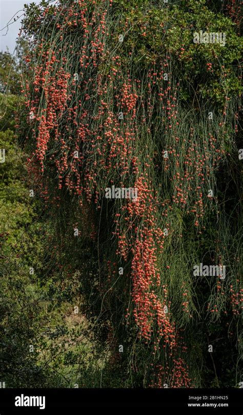 Ephedra Plant Hi Res Stock Photography And Images Alamy