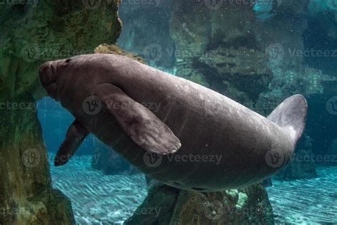 newborn baby manatee close up portrait 12222037 Stock Photo at Vecteezy