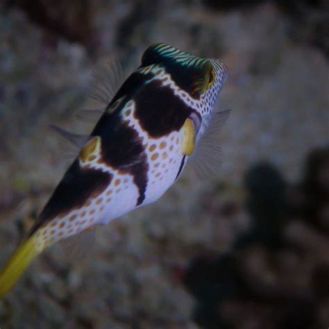 Marine Flatworms Facts Photographs And Video Seaunseen