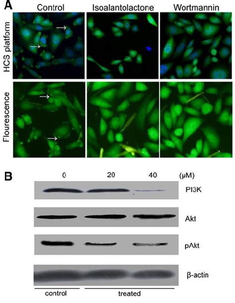 The Effects Of Isoalantolactone On Phosphorylated Akt And Expression