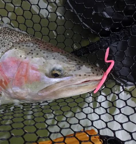 Fishing With Worms For Trout And Steelhead: 10 Guide Tips