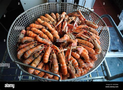 Shrimps In Sieve Hi Res Stock Photography And Images Alamy