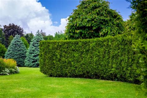 Les meilleurs arbres pour dissimuler un vis à vis