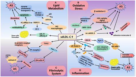 Frontiers Small Dense Low Density Lipoprotein Cholesterol And