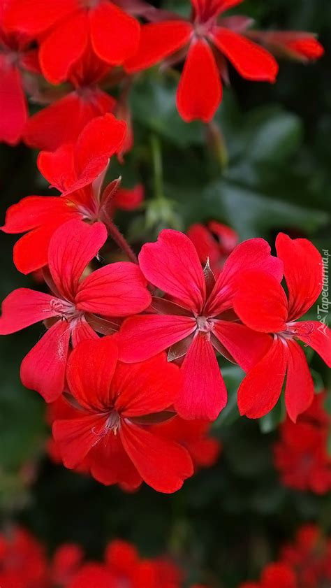 Czerwona Pelargonia Tapeta Na Telefon