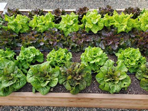 Growing Lettuce How To Plant Protect And Harvest Lettuce Homestead