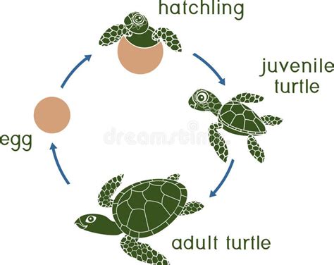 Life Cycle Of Sea Turtle Sequence Of Stages Of Development Of Turtle