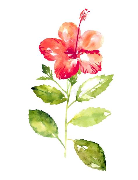 Colección De Flores Del Hibisco De La Acuarela Ilustración del Vector