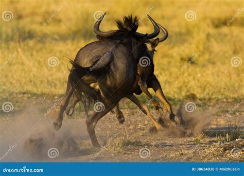 Wild Beest Migration In Tanzania Stock Photo Image Of East Group