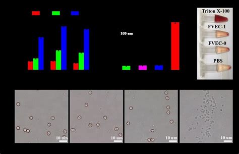 Cytotoxicity And Blood Compatibility Analysis A L929 Cells Viability