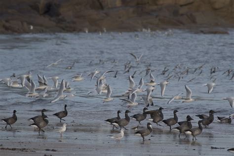 bernaches cravants et vol de mouettes François Reitz Flickr