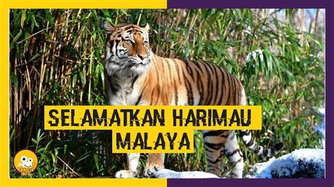 Selamatkan Harimau Malaya Youtube