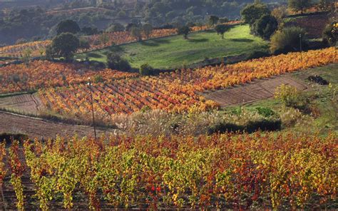 Il Mandrolisai Tra Le Eccellenze Vitivinicole Italiane Sardegna