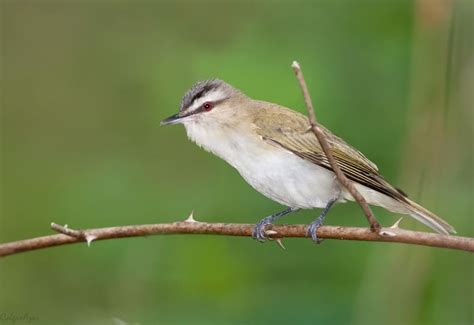 10 Most Common Birds Of North America – North American Nature