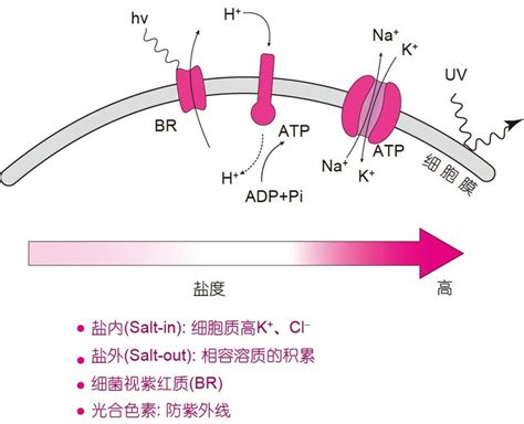 Cellular and molecular mechanisms for the adaptation of halophilic ...