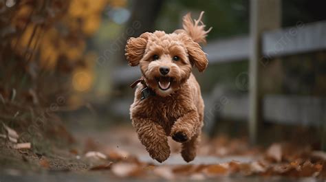 Picture Of Brown Poodle Puppy Running Through Background Australian