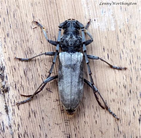 Diorthus Cinereus Fabricius Female Cerambycidae C Flickr