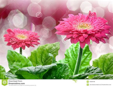 Gerbera Cor De Rosa Foto De Stock Imagem De Florescer 19808188