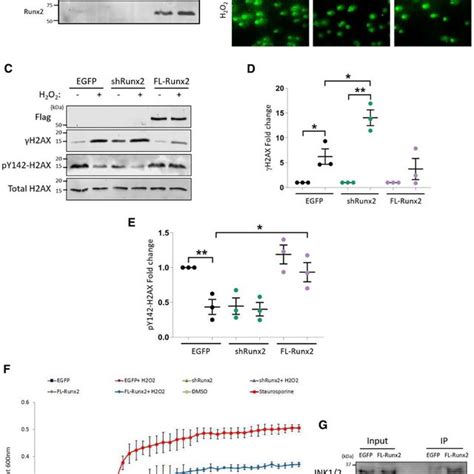 Runx2 Runt Related Transcription Factor 2 Represses Phosphorylation