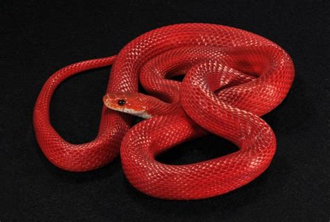 Corn Snake Morph Photos – South Mountain Reptiles